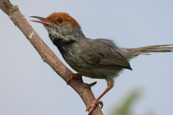 Phnom Penh Birding Experience and Brunch  - Photo 1 of 15