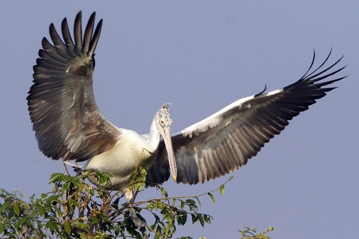 Experience the serenity of Prek Toal Birds Sanctuary where majestic birds like the Spot-billed Pelican take flight among lush landscapes showcasing the unique wildlife of Cambodia.