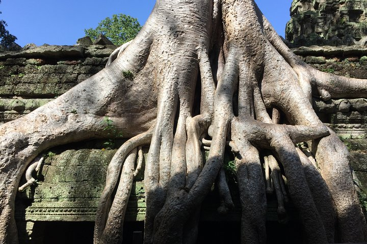 Private Half Day To Jungle Temple-Taprohm & Banteay Kdei Temples - Photo 1 of 9