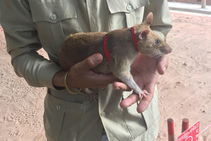 Private Tour: HERO Rats & Angkor National Museum - Photo 1 of 9
