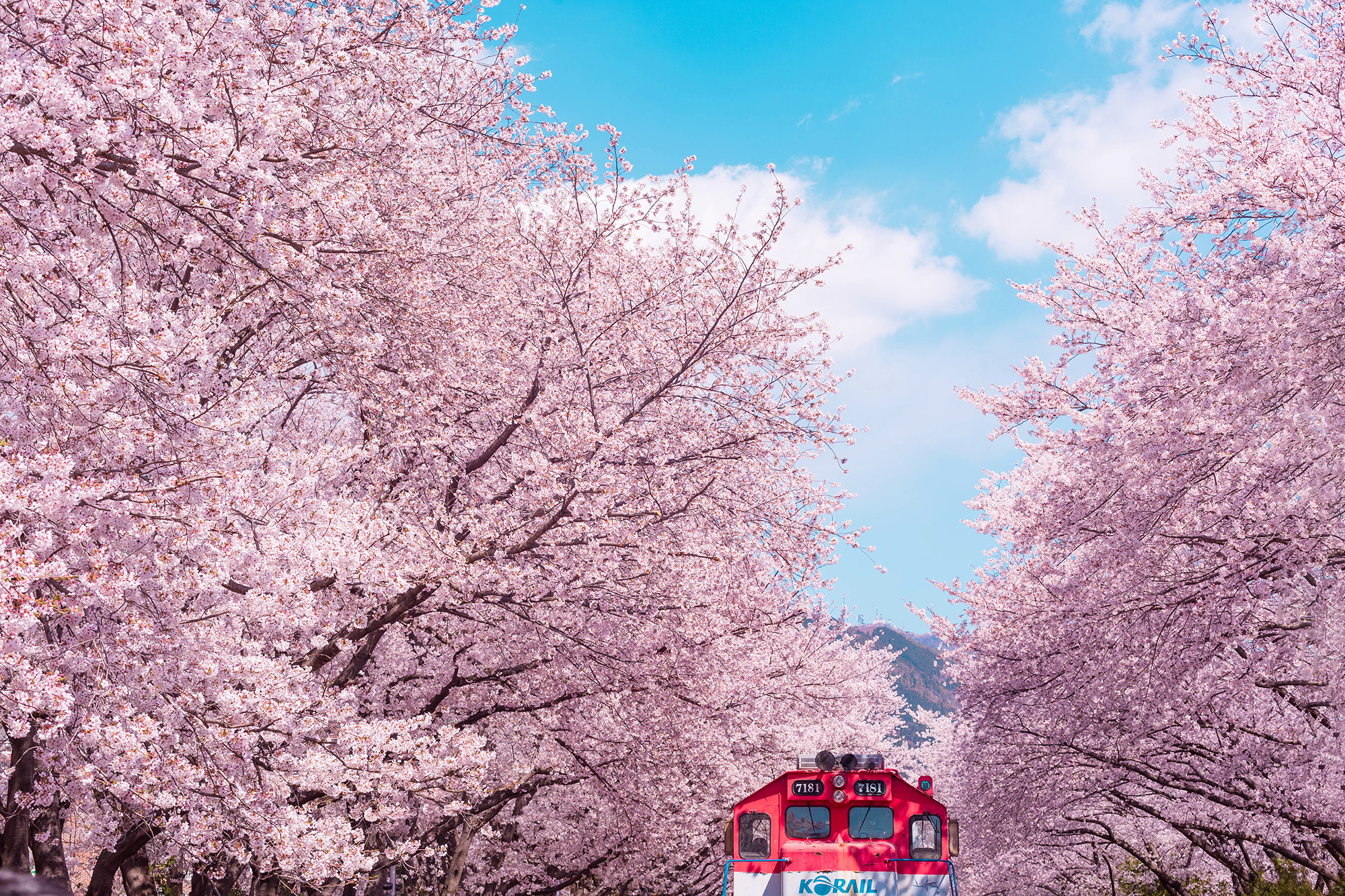 Jinhae Cherry Blossom Festival (Jinhae Gunhangje) One Day Tour - Depart  from Busan in Busan | Pelago