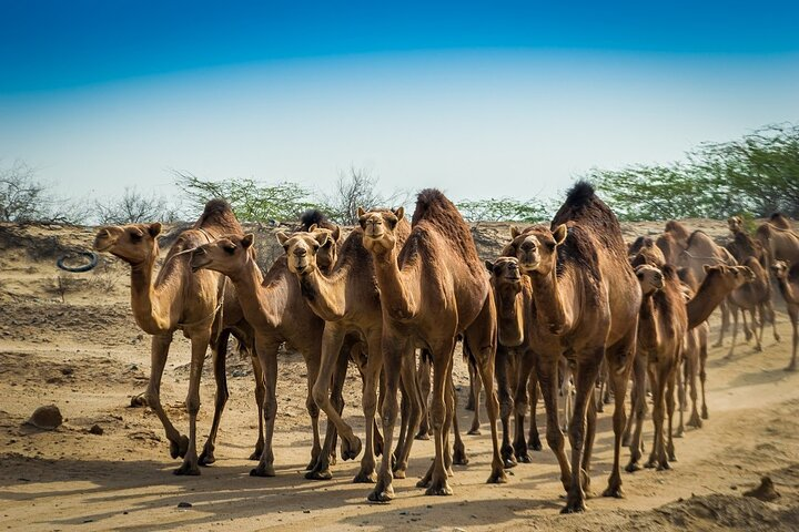 Kuwait Desert