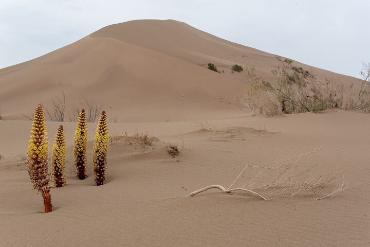 Altyn Emel. Singing dune. 1 day tour - Photo 1 of 6