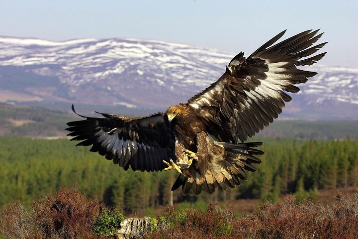 Visit to the Falcon Farm - Photo 1 of 4