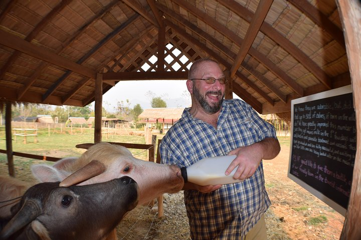 Lao Buffalo Dairy Farm
