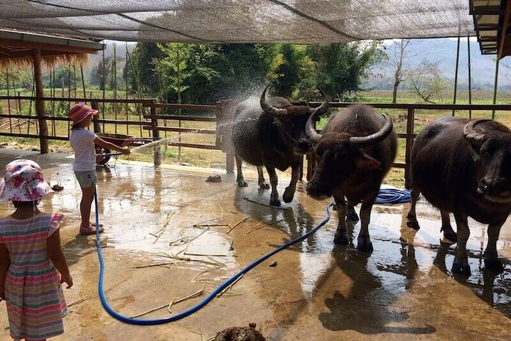 Laos Buffalo Dairy 