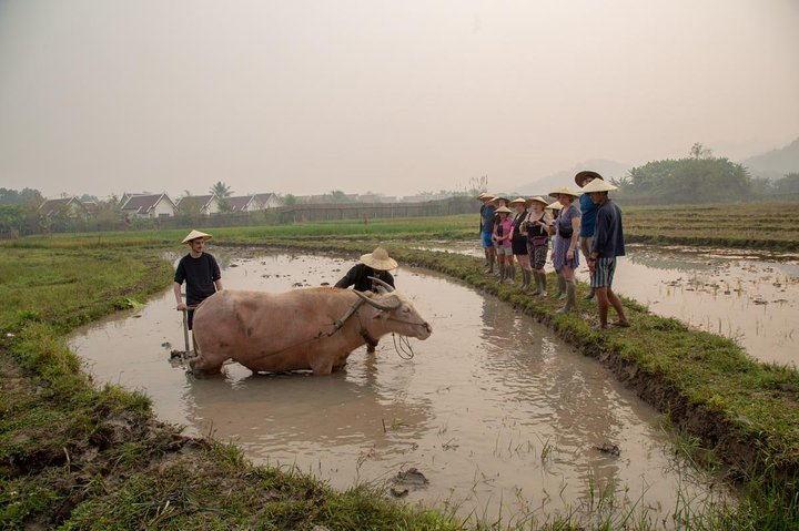 Living Land Rice Farming Experience - Photo 1 of 17