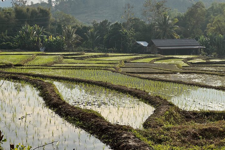 Private Land Rice Farming Tour of Luang Prabang - Photo 1 of 6