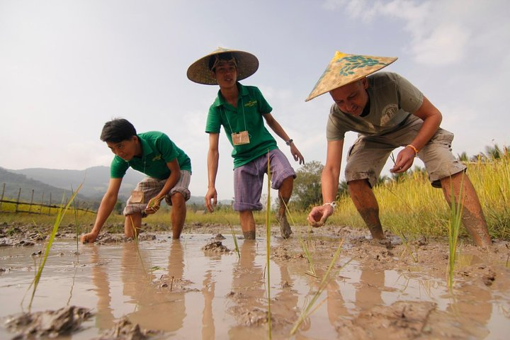 Rice is life_BCfamilyTour.com