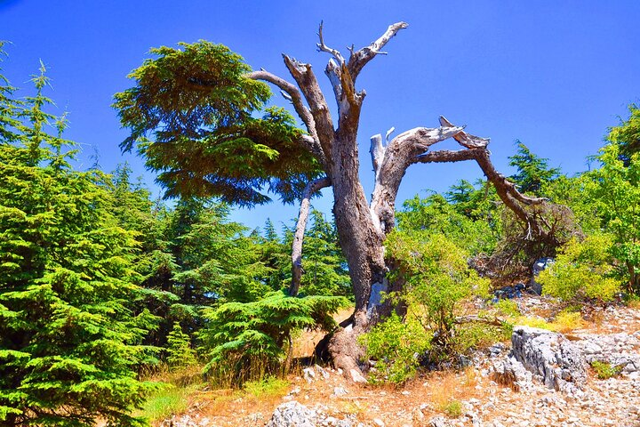 Cedars of God forest