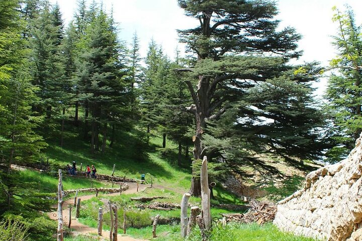 Cedars of God