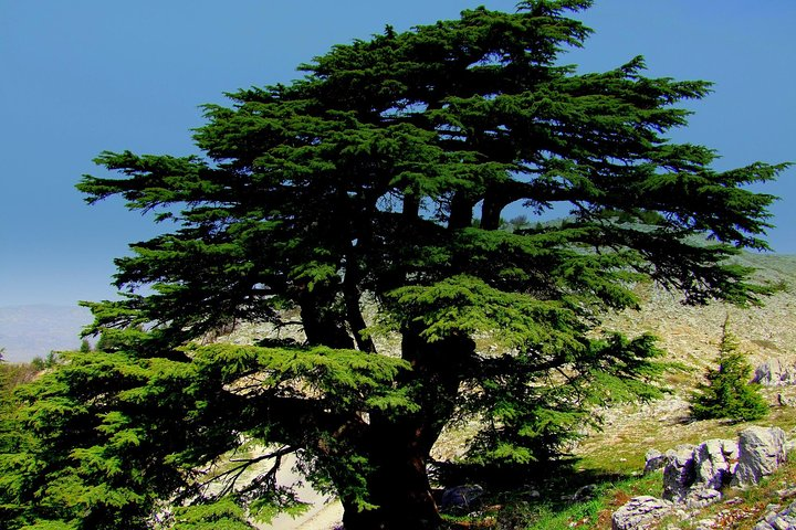Cedars of God