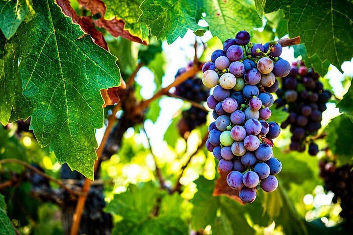 Private Wine Tour | Chateau Musar, Ixsir & Batroun Day Trip - Photo 1 of 12