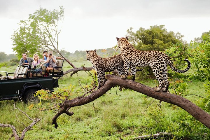 Yala National Park leopard jeep safari world highest density wildlife south Sri Lanka