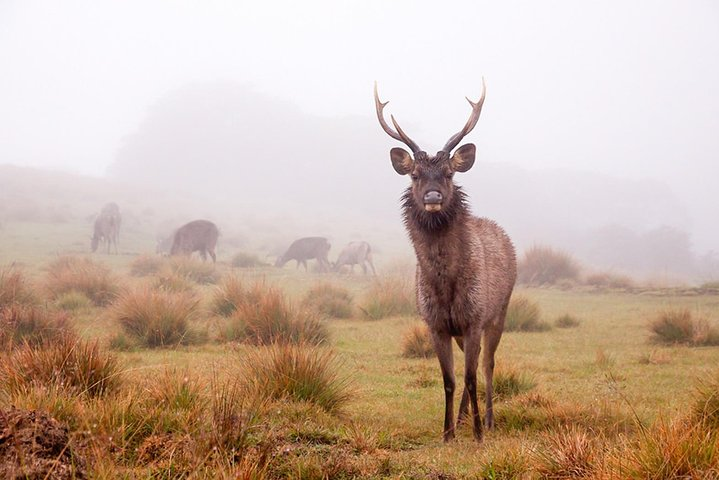 Horton Plains National Park surrounded by misty mountains and cloud forests in Sri Lanka