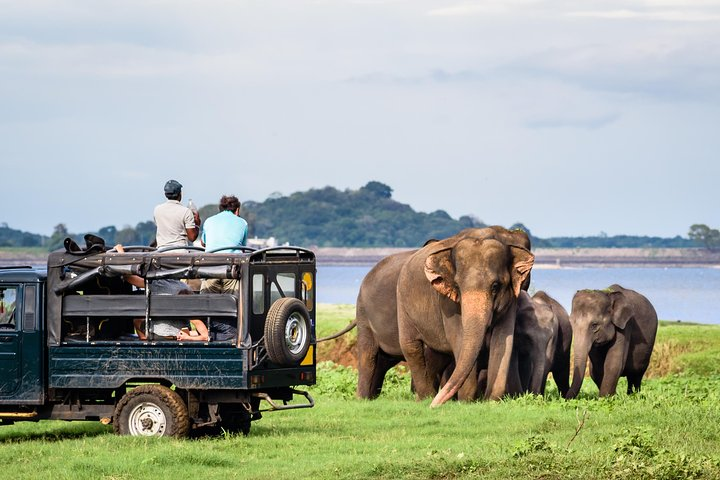 Minneriya Elephant Safari wth Sigiriya & Dambulla Cave Temples Full Day  Tour tại Negombo | Pelago