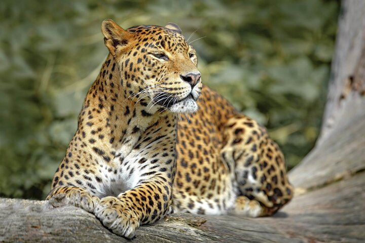 Wilpattu National Park safari leopard jeep wildlife dry zone north Negombo Sri Lanka