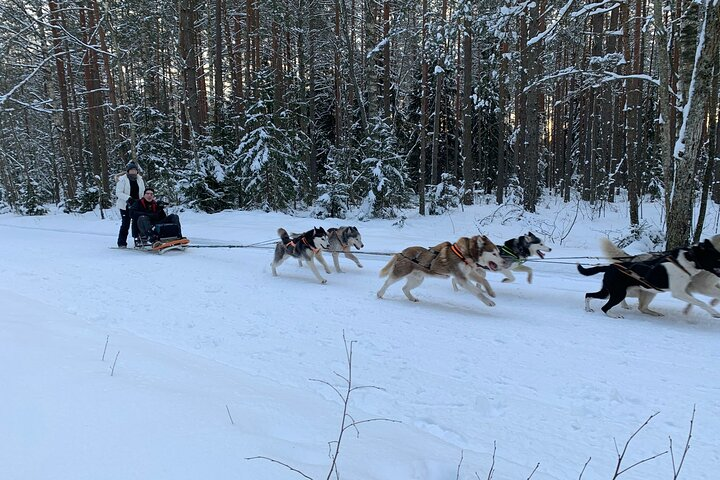 Husky dog sled/bike kart ride in Latvia ~ 3h group tour from Riga - Photo 1 of 15