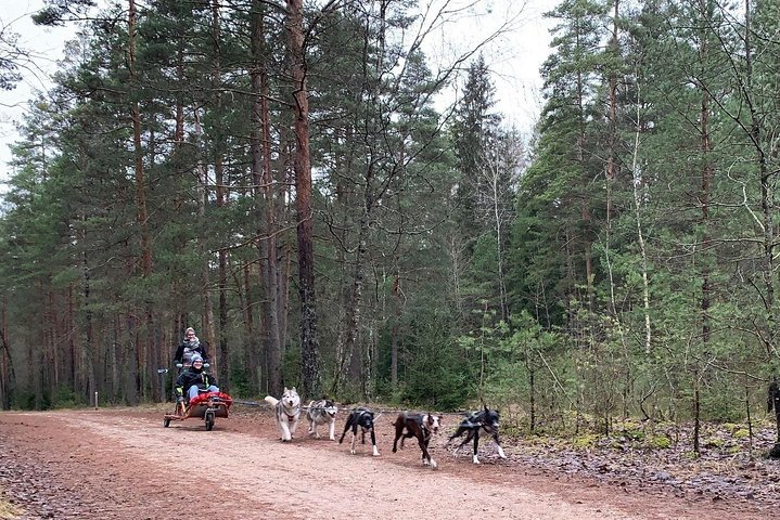 Ultimate Husky dog sledding experience in Latvia - Private tour from Riga - Photo 1 of 11