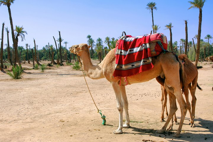 Palm trees and camel.