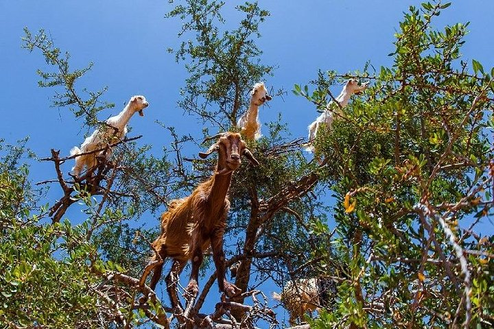 1 Day Excrursion From Marrakech To Essaouira - Photo 1 of 7