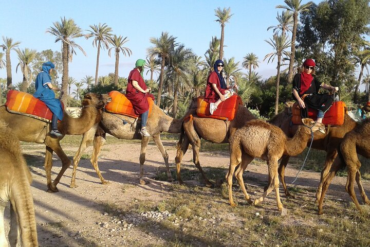 Marrakech Camel Ride in The Palm Grove