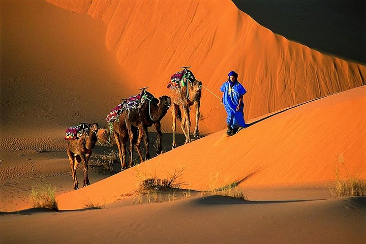 Merzougaonline camel trek bivouac