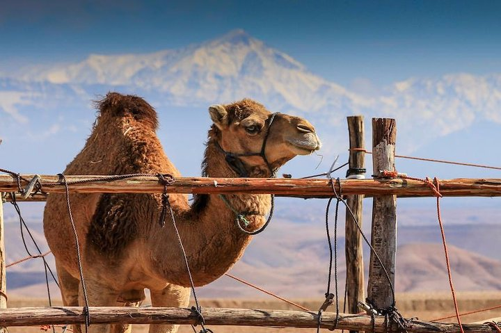 15-Days Moroccan Highlights Private Guided Tour from Casablanca - Photo 1 of 25