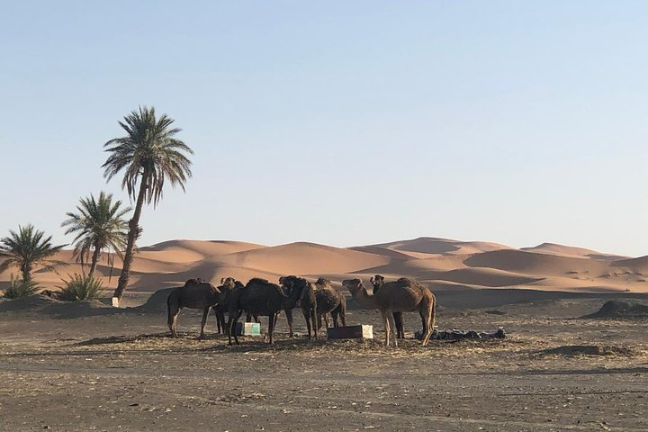 Desert landscape with camels