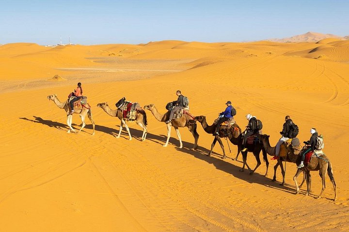 Camel trekking