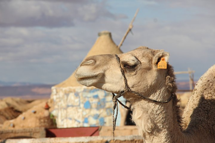 3 Days Trip: Valleys of Southeast Morocco & Erg Chebbi From Marrakech - Photo 1 of 7