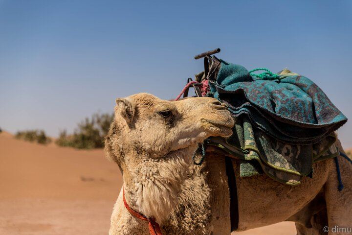 One of our charming dromedary