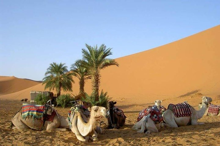 8 Days Tour Nomad Adventure Desert Camel Trekking From Marrakech Merzouga - Photo 1 of 7