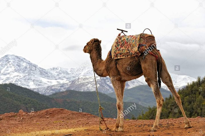 a day in the valley of the ourika and the atlas with a camel ride - Photo 1 of 9