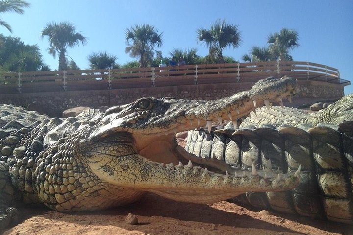  Agadir Crocoparc With Transfer & Admission ticket - Photo 1 of 22