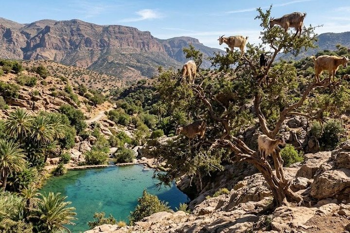 Paradise Valley & Goats on Trees Day Trip from Agadir - Photo 1 of 23