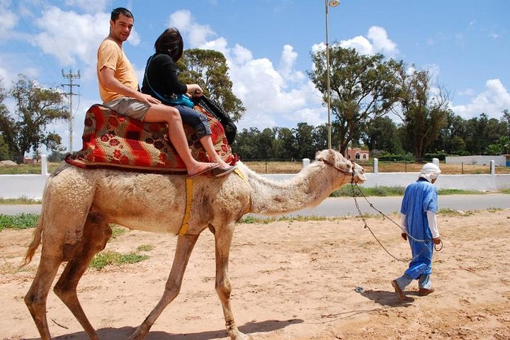 camel Agadir - Photo 1 of 12