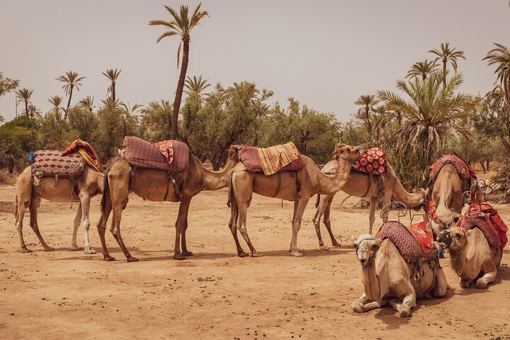 CAMEL CARAVANS: 2 Hour Camel Ride in the Palm Oasis Marrakech  - Photo 1 of 11
