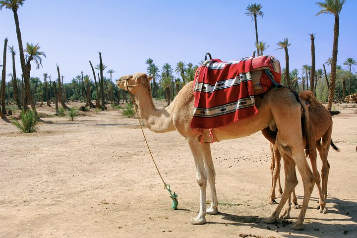 Camel ride in Marrakech Palm Grove - Photo 1 of 7