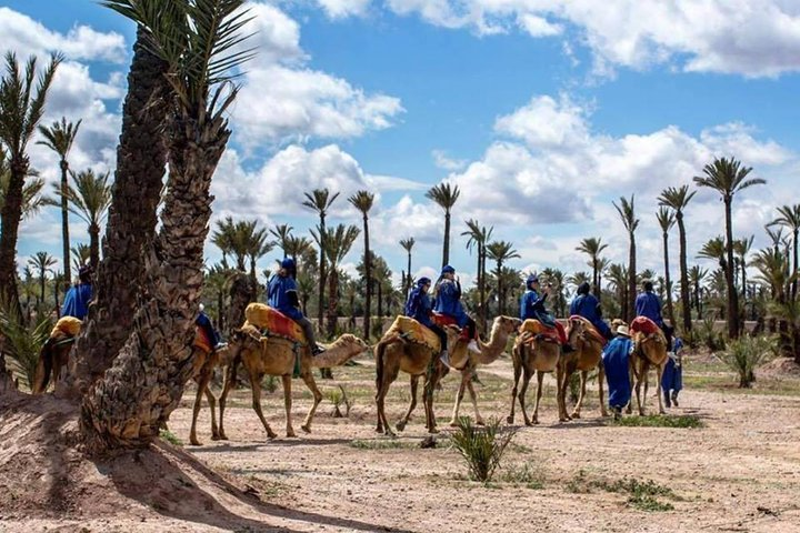 small group camel ride in palm grov