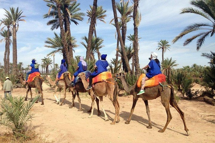 Camel trek in the palm grove of Marrakech