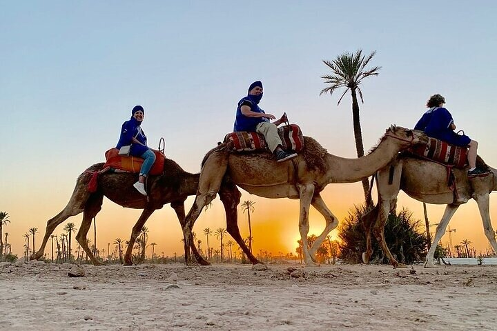 Camel Ride in the Palm Grove of Marrakech - Photo 1 of 5