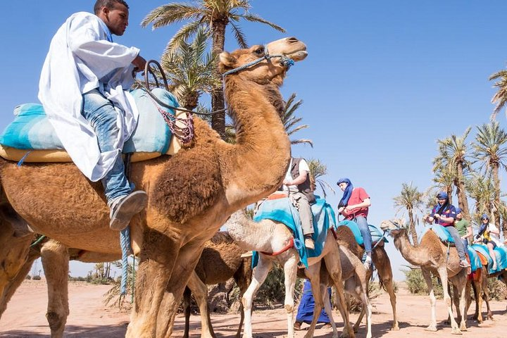 camel ride on the palm grove marrakech - Photo 1 of 6