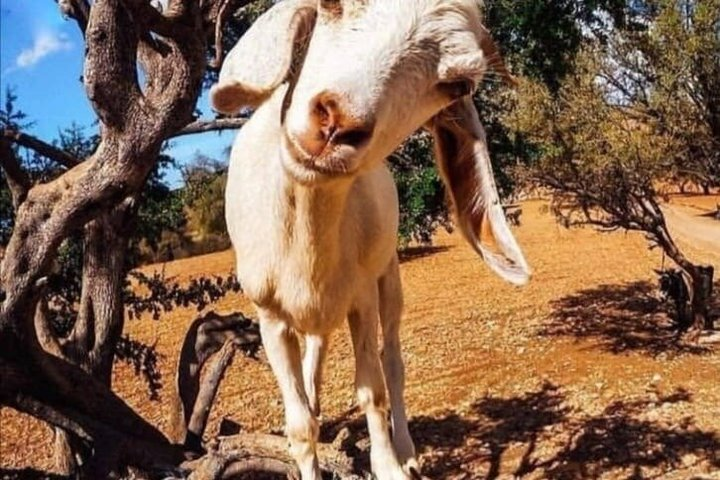 Goats on the Argan tree and Crocodile Park - Photo 1 of 13
