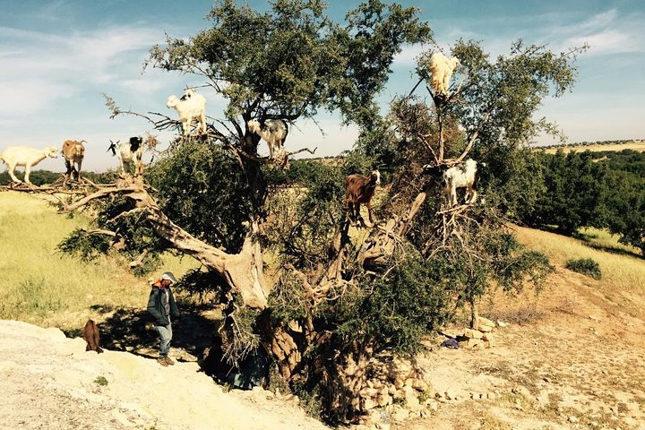 Day tour from Marrakech to Atlantic Ocean and Essaouira Mogador - Photo 1 of 8