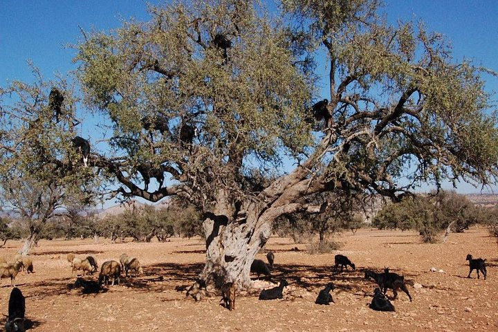 Day Trip Essaouira from Marrakech - Photo 1 of 17