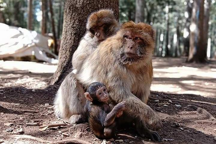 Day Trip From Fez To The Middle Atlas Mountain IMOUZAR IFRANE AZROU( Private ) - Photo 1 of 25