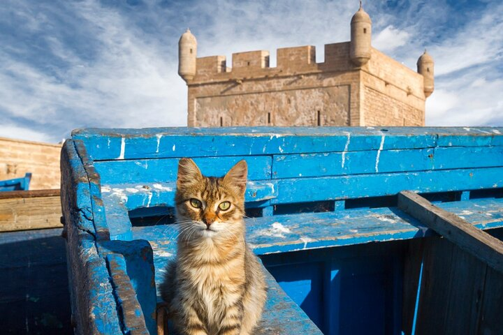 Day trip to essaouira from marrakech - Photo 1 of 12
