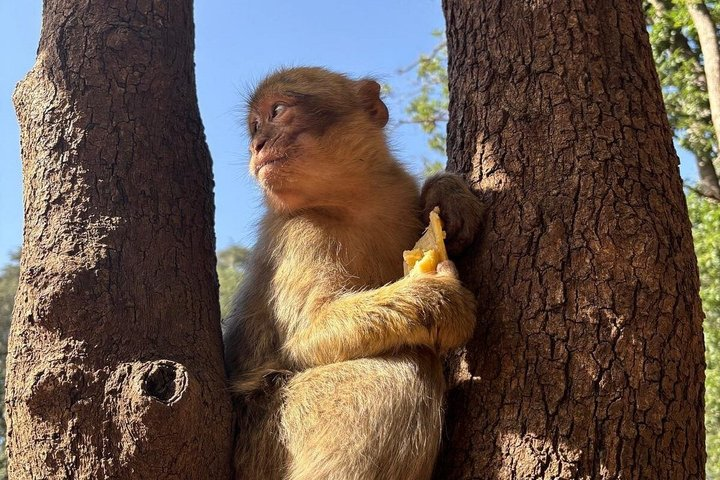 Day Trip to Middle Atlas Mountain and Berber Villages from Fes - Photo 1 of 25