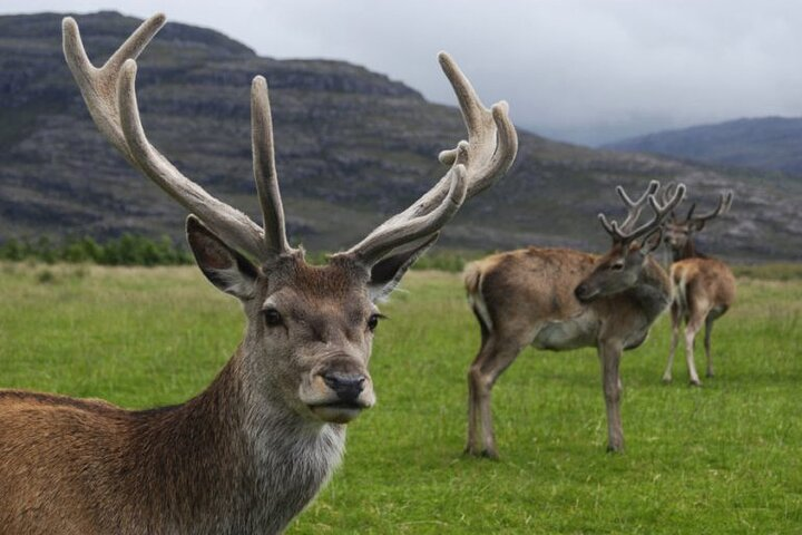 "Deer of the Atlas : Tazekka Natural Park & Ifrane Eco Tour | Private & Luxury - Photo 1 of 17